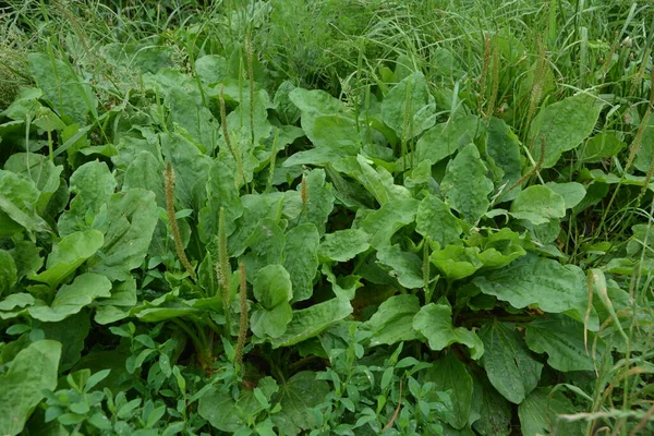 Değerli bir tıbbi tesis. Bahçıvanlık. Yeşil yapraklar, çalılar. Plantain. Bitki Major, Plantagenaceae familyasının daimi bitkisi.