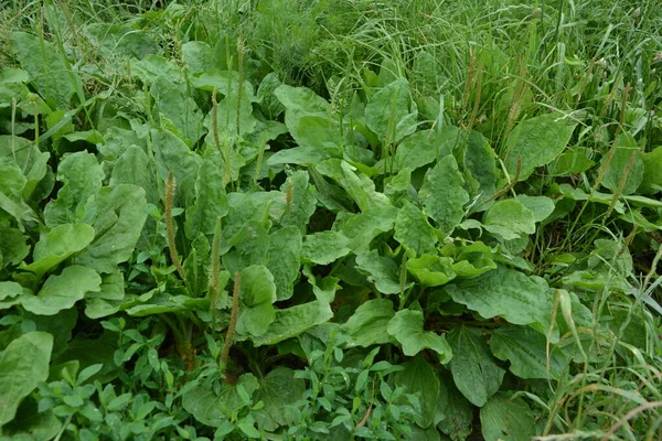 Cenna Roślina Lecznicza Ogrodnictwo Zielone Liście Krzaki Kurtyna Plantago Major — Zdjęcie stockowe