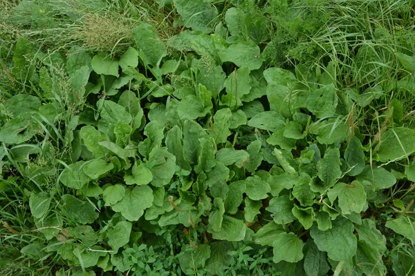 Cenna Roślina Lecznicza Ogrodnictwo Zielone Liście Krzaki Kurtyna Plantago Major — Zdjęcie stockowe