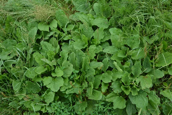 Değerli bir tıbbi tesis. Bahçıvanlık. Yeşil yapraklar, çalılar. Plantain. Bitki Major, Plantagenaceae familyasının daimi bitkisi.