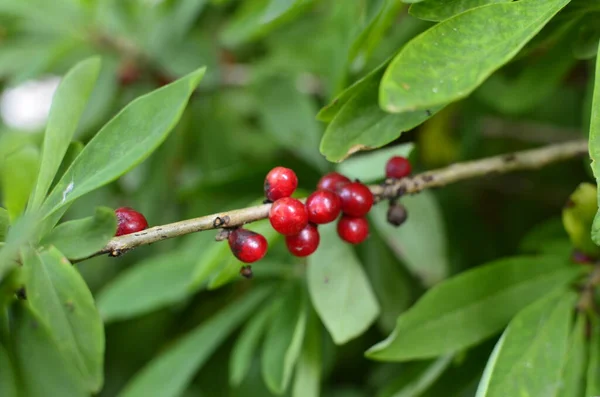 Daphne mezereum kırmızı zehirli meyveler yaz ormanlarında, mezereum, spurge laurel, spurge zeytin.