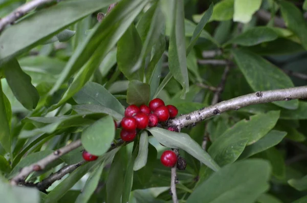 Daphne Mezereum Baies Toxiques Rouges Dans Forêt Été Mezereum Laurier — Photo