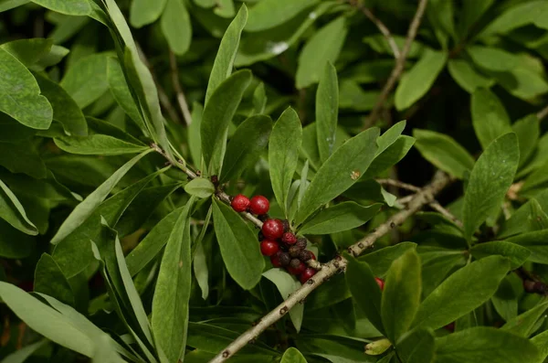 Daphne Mezereum Red Poisonous Berries Summer Forest Mezereum Spurge Laurel — Stock Photo, Image