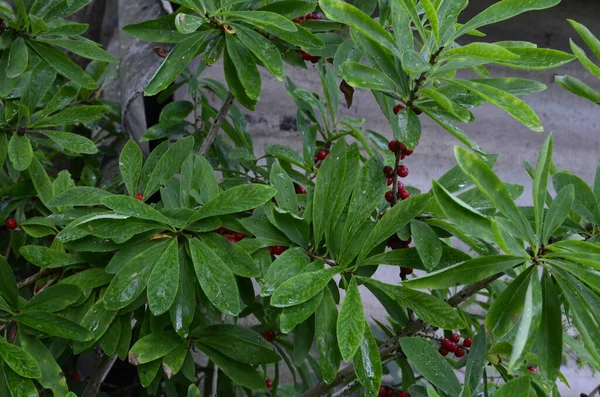 夏の森の中のダフネ メゼレウム赤い毒のある果実 メゼレウム スプロング 月桂樹 スプロング オリーブ — ストック写真