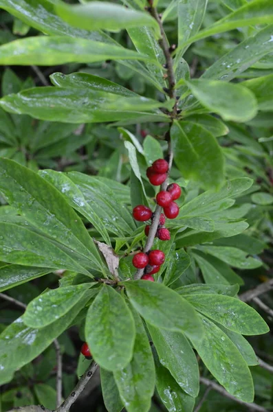 Daphne Mezereum Bacche Velenose Rosse Nella Foresta Estiva Mezereum Alloro — Foto Stock