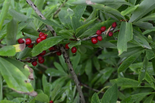 Daphne Mezereum Kırmızı Zehirli Meyveler Yaz Ormanlarında Mezereum Spurge Laurel — Stok fotoğraf