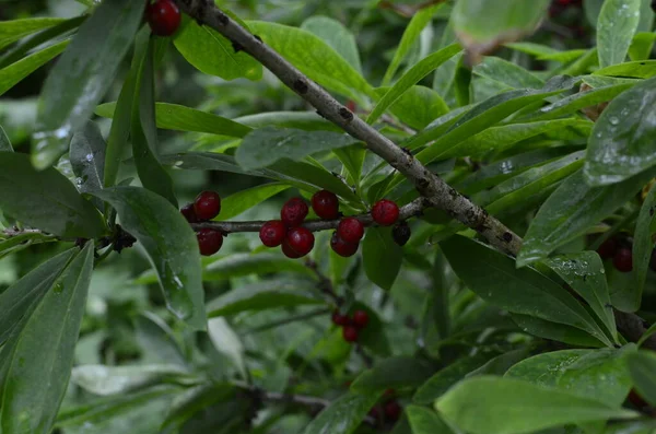 夏の森の中のダフネ メゼレウム赤い毒のある果実 メゼレウム スプロング 月桂樹 スプロング オリーブ — ストック写真