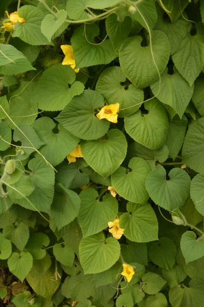 Thladiantha Dubia Manchu Tubergourd Goldencreeper Wild Potato Thladianthe Douteuse Herbaceous — Stock Photo, Image