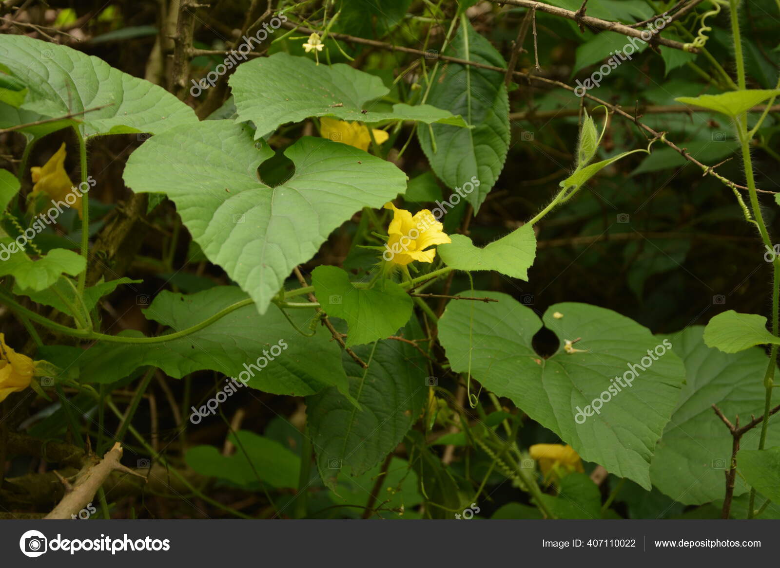 双头甘菊thladiantha Dubia 是葫芦科的一种多年生爬坡草本植物又名双头甘菊thladiantha Dubia 又名双头甘菊thladiantha Dubia