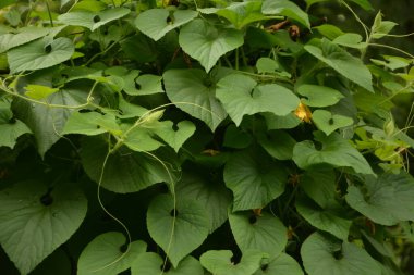 Thladiantha dubia ya da Thladiantha dubia (Türkçe: 