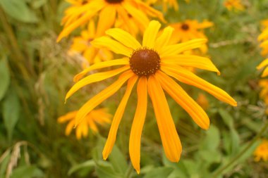 Rudbeckia fulgida çiçeği, portakal kabuğu ya da daimi koni çiçeği. Rudbeckia hirta Maya.