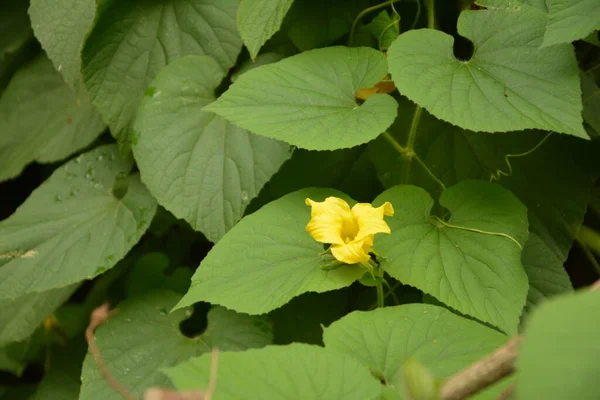 Thladiantha Dubia Tubergourd Manchu Goldencreeper Batata Selvagem Thladianthe Douteuse Herbáceo — Fotografia de Stock