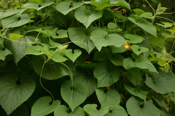 Thladiantha Dubia Manchu Tubergourd Goldencreeper Άγρια Πατάτα Thladianthe Douteuse Είναι — Φωτογραφία Αρχείου