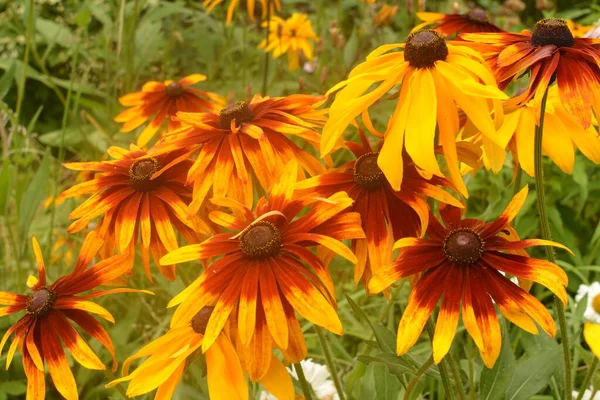 Квітка Rudbeckia Fulgida Помаранчева Хвойна Або Багаторічна Хвойна Rudbeckia Hirta — стокове фото