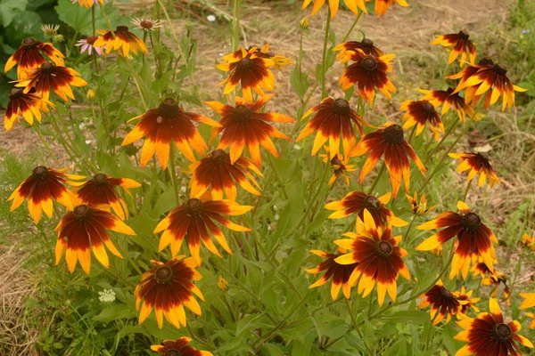 Blüte Von Rudbeckia Fulgida Dem Orangen Sonnenhut Oder Mehrjährigen Sonnenhut — Stockfoto