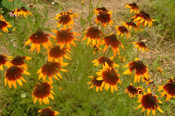 ルデキア フルギダの花 オレンジ色の花や多年草の花 ルドベキアヒルタマヤ — ストック写真