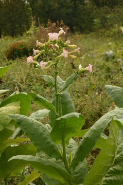 Olgunlaşan yaprakları ve çiçek açan çiçekleri olan tütün tarlası. Tütün bitkisi çiçeği..