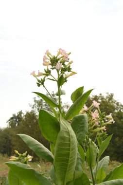 Olgunlaşan yaprakları ve çiçek açan çiçekleri olan tütün tarlası. Tütün bitkisi çiçeği..