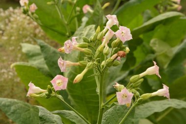 Olgunlaşan yaprakları ve çiçek açan çiçekleri olan tütün tarlası. Tütün bitkisi çiçeği..