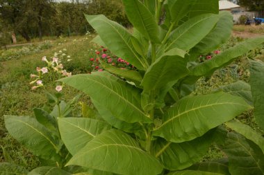 Olgunlaşan yaprakları ve çiçek açan çiçekleri olan tütün tarlası. Tütün bitkisi çiçeği..