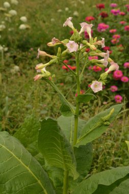 Olgunlaşan yaprakları ve çiçek açan çiçekleri olan tütün tarlası. Tütün bitkisi çiçeği..