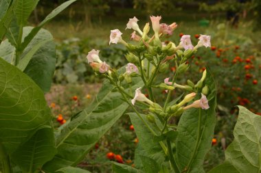 Olgunlaşan yaprakları ve çiçek açan çiçekleri olan tütün tarlası. Tütün bitkisi çiçeği..
