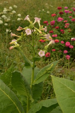Olgunlaşan yaprakları ve çiçek açan çiçekleri olan tütün tarlası. Tütün bitkisi çiçeği..