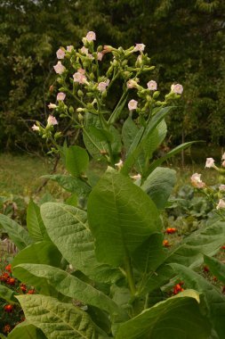 Olgunlaşan yaprakları ve çiçek açan çiçekleri olan tütün tarlası. Tütün bitkisi çiçeği..