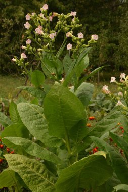 Olgunlaşan yaprakları ve çiçek açan çiçekleri olan tütün tarlası. Tütün bitkisi çiçeği..