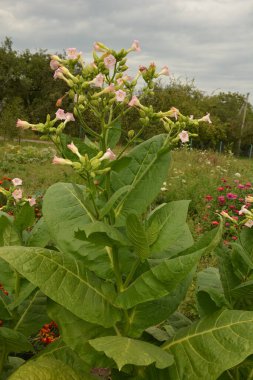 Olgunlaşan yaprakları ve çiçek açan çiçekleri olan tütün tarlası. Tütün bitkisi çiçeği..
