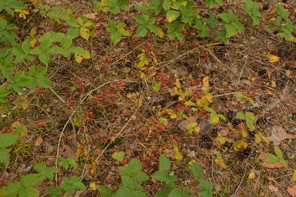Olgun, olgunlaşmış ve olgunlaşmamış böğürtlenler Ukrayna ormanlarında.