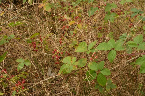 Ripe Ripening Unripe Wild Blackberries Forests Ukraine — Stock Photo, Image