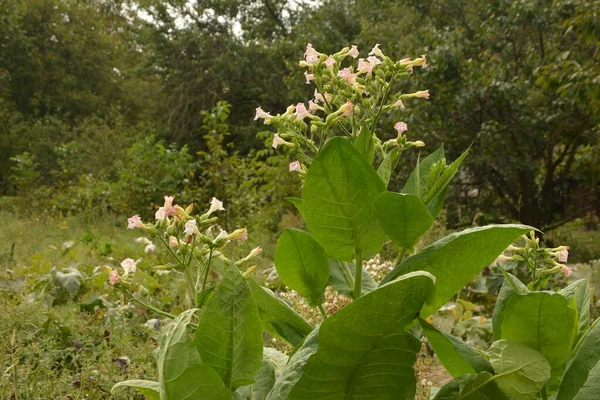 Tobacco Plantation Maturing Leaves Blossoming Flowers Farm Tobacco Plant Blossom — Stock Photo, Image