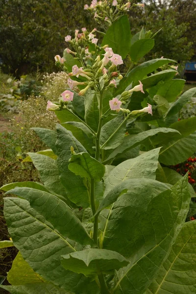 Tobaksplantage Med Mognande Blad Och Blommande Blommor Jordbruk Tobak Växtblomma — Stockfoto