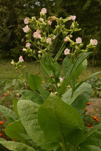 Olgunlaşan yaprakları ve çiçek açan çiçekleri olan tütün tarlası. Tütün bitkisi çiçeği..