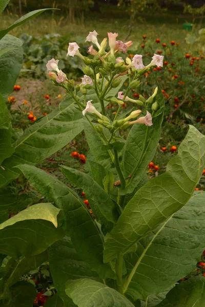 Tobacco Plantation Maturing Leaves Blossoming Flowers Farm Tobacco Plant Blossom — Stock Photo, Image