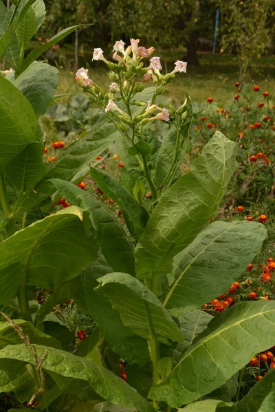 Olgunlaşan yaprakları ve çiçek açan çiçekleri olan tütün tarlası. Tütün bitkisi çiçeği..