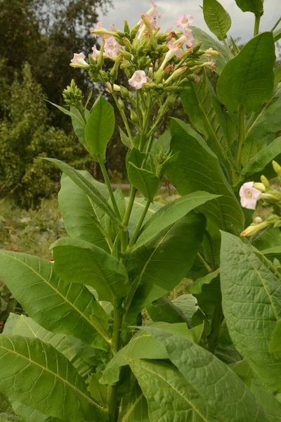 Olgunlaşan yaprakları ve çiçek açan çiçekleri olan tütün tarlası. Tütün bitkisi çiçeği..