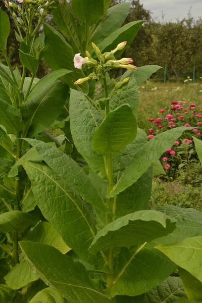 Plantación Tabaco Con Hojas Que Maduran Flores Que Florecen Una — Foto de Stock