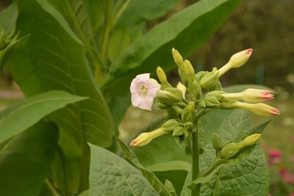 Plantación Tabaco Con Hojas Que Maduran Flores Que Florecen Una — Foto de Stock