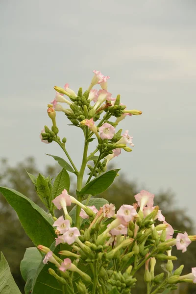 Plantación Tabaco Con Hojas Que Maduran Flores Que Florecen Una — Foto de Stock