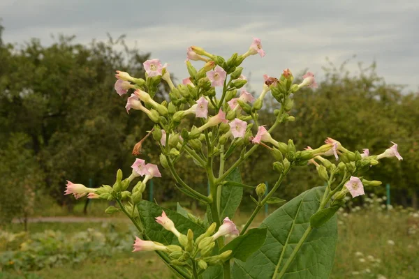 Plantación Tabaco Con Hojas Que Maduran Flores Que Florecen Una — Foto de Stock
