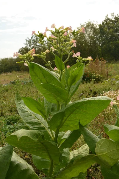 Tobaksplantage Med Mognande Blad Och Blommande Blommor Jordbruk Tobak Växtblomma — Stockfoto