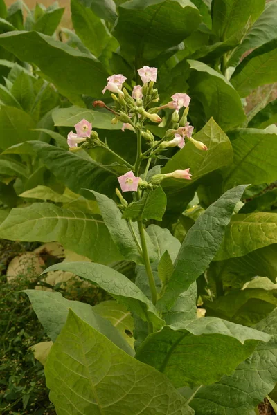Plantação Tabaco Com Folhas Amadurecimento Flores Flor Uma Granja — Fotografia de Stock