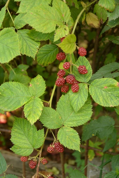 Ripe Ripening Unripe Wild Blackberries Forests Ukraine Royalty Free Stock Images