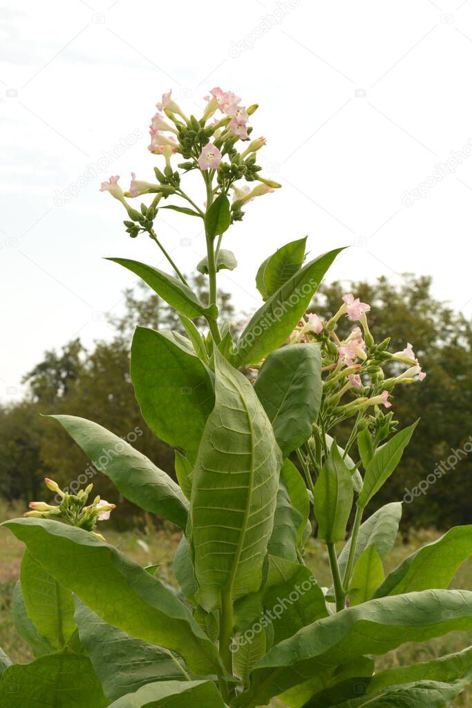 Tobacco plantation with maturing leaves and blossoming flowers in a farm.Tobacco Plant Blossom.