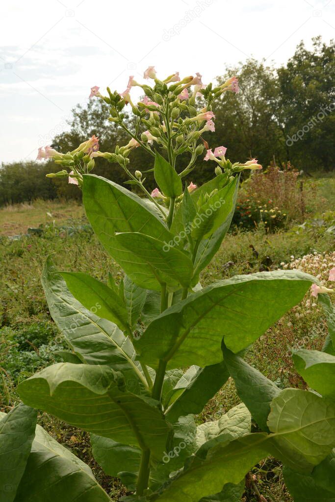 Tobacco plantation with maturing leaves and blossoming flowers in a farm.Tobacco Plant Blossom.