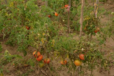 Bahçedeki biyo-kiraz domatesleri. Mutfak bahçesindeki çalılıklardaki domatesler. Kırmızı ve yeşil güneş ışığı hasat zamanının gerisinde.