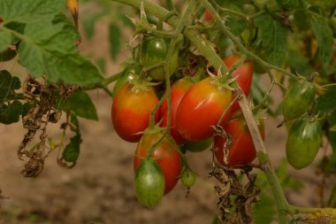 Bahçedeki biyo-kiraz domatesleri. Mutfak bahçesindeki çalılıklardaki domatesler. Kırmızı ve yeşil güneş ışığı hasat zamanının gerisinde.