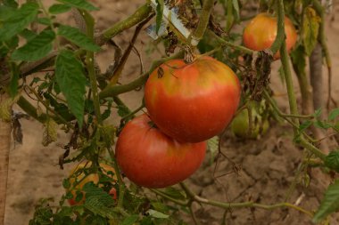 Bahçedeki biyo-kiraz domatesleri. Mutfak bahçesindeki çalılıklardaki domatesler. Kırmızı ve yeşil güneş ışığı hasat zamanının gerisinde.